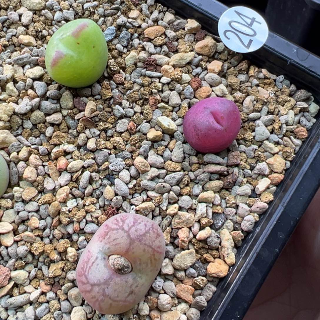 204杂交三棵一组特   