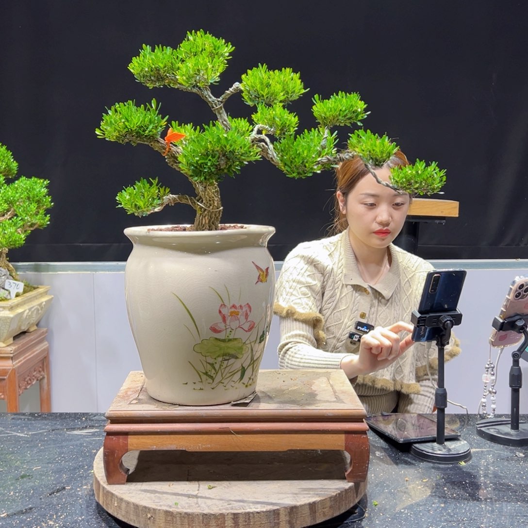 四季常青老桩黄杨盆景