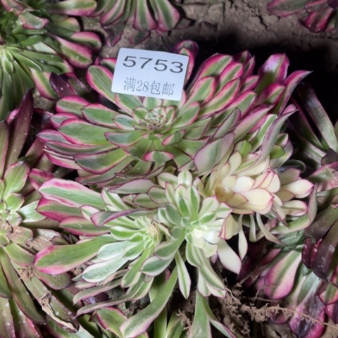 粉桐多肉多肉5753
