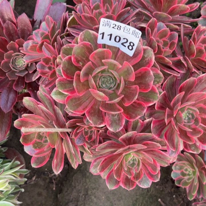 11028浣纱多肉植物