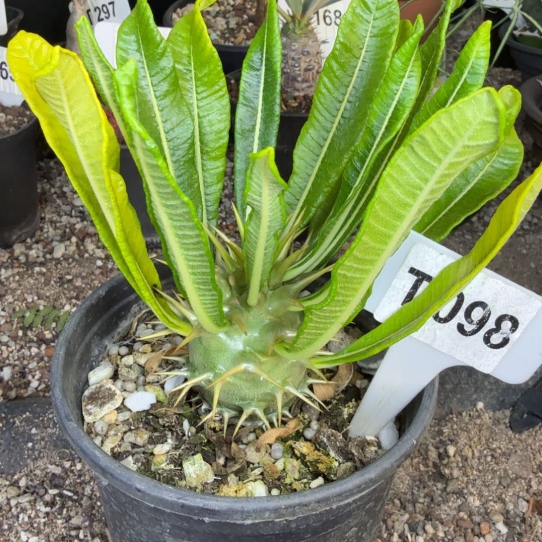 福利安博棒槌一颗带盆发