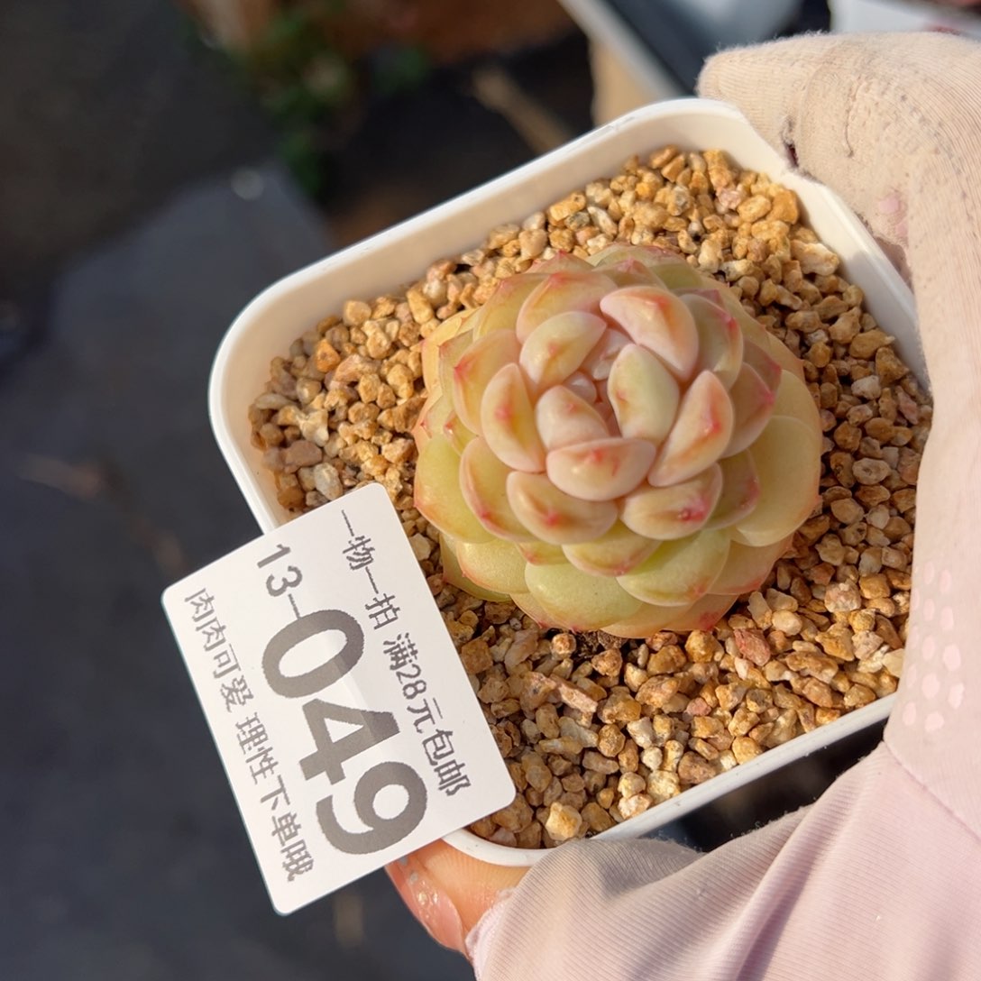 香格里拉多肉多肉多肉多肉