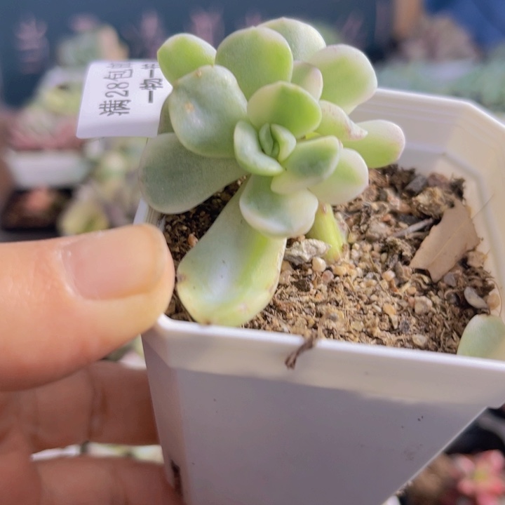 帖花黄锦多肉植物491