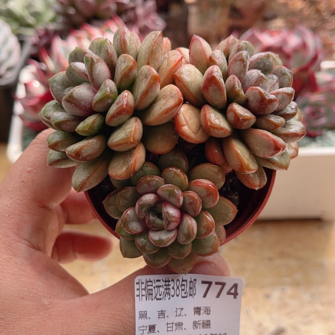 774葡萄德华多肉