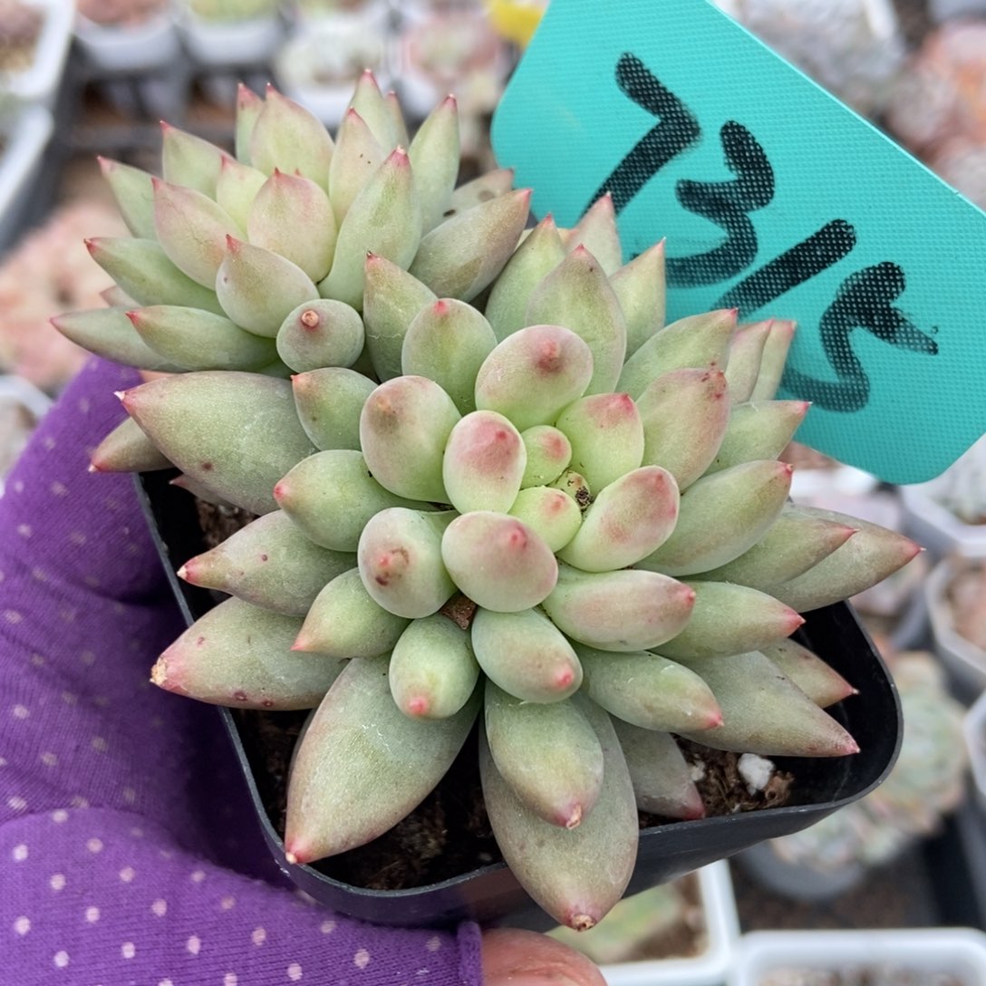 7315岩字多肉植物多肉