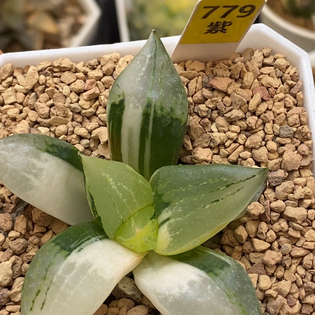 779裹斑寿多肉植物组合