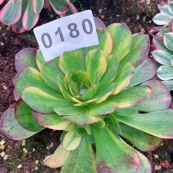 兰*万七彩多肉发货发货