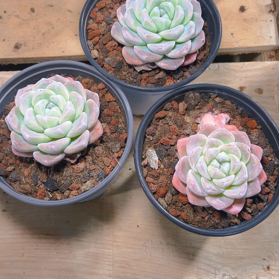 若*.冰玉三颗3039号一物一拍