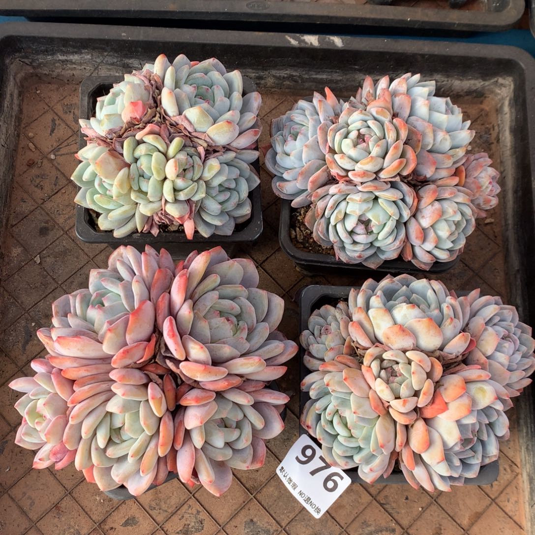 有虫   不售后976号新疆西藏内蒙古不包邮