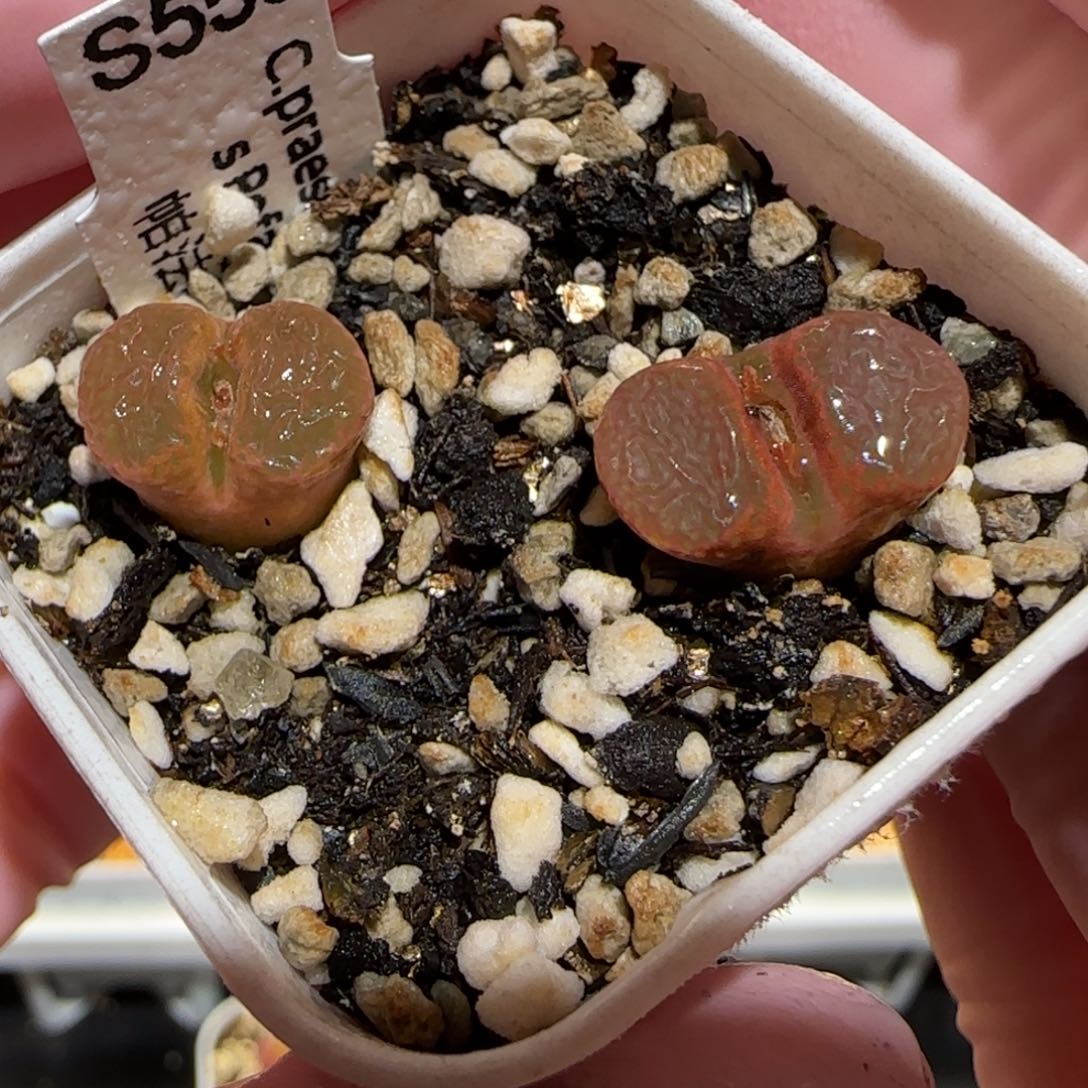 肉锥多肉植物百科-帕法德1710