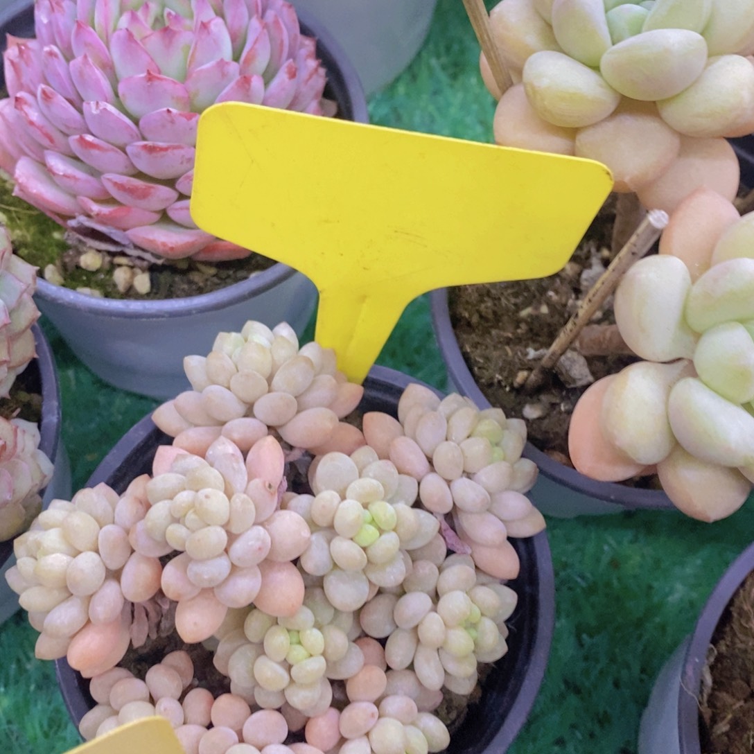 开心多肉，首播福利3