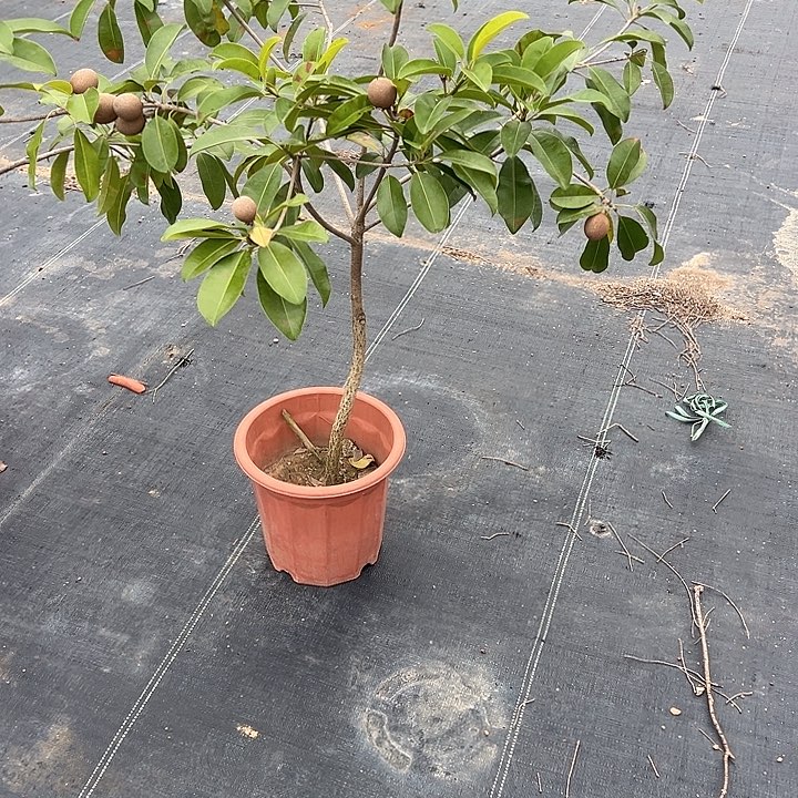 用***1天使2456987897788777