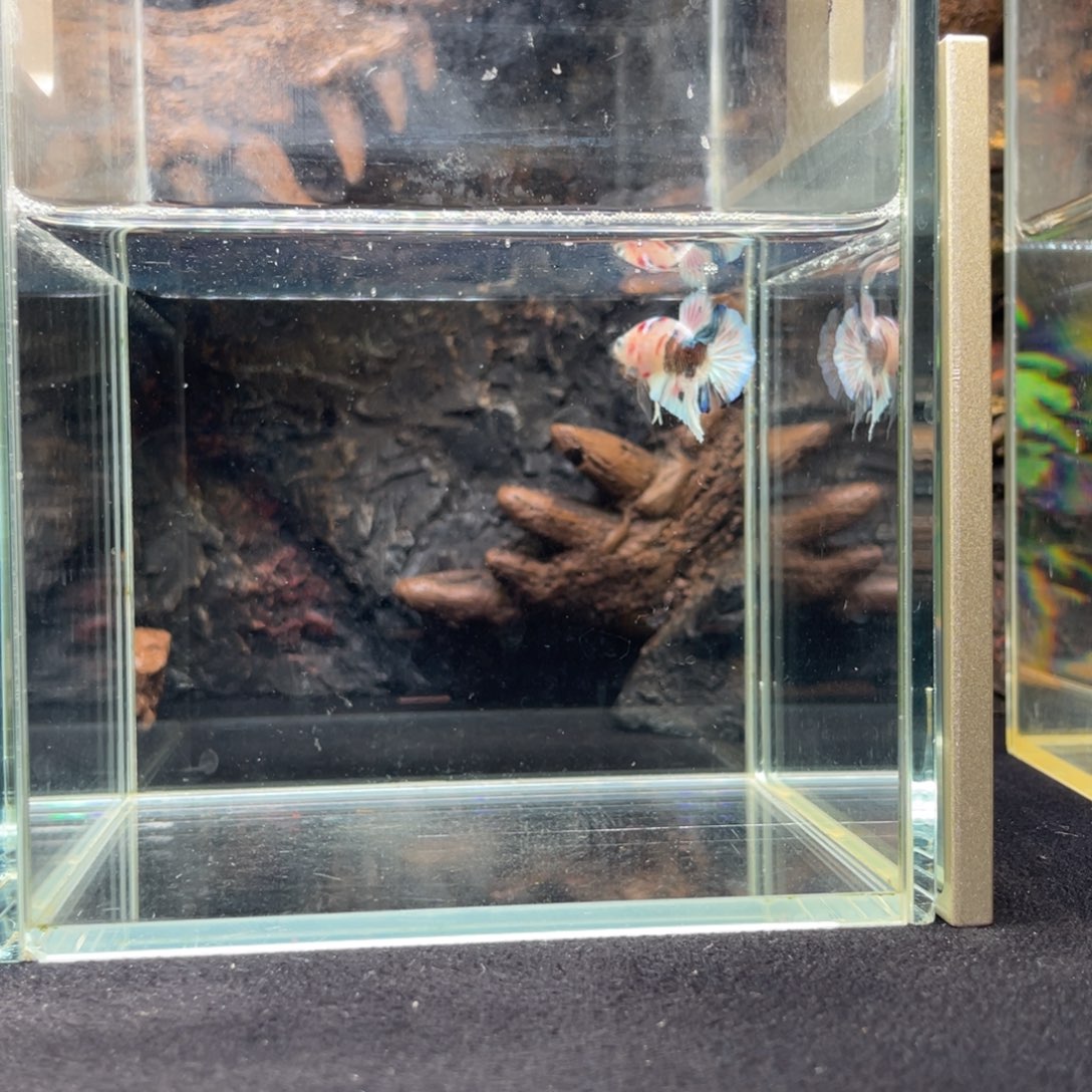 斗鱼十二月二日竞价