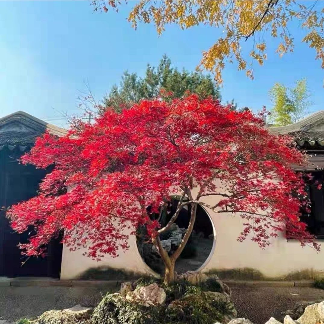 枫树造型盆景规格品种齐全 一物一拍