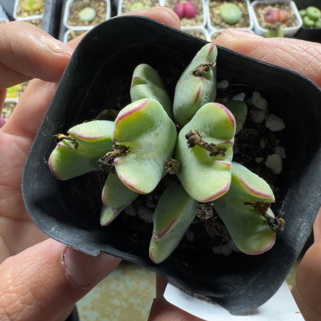 3033。一颗大将将