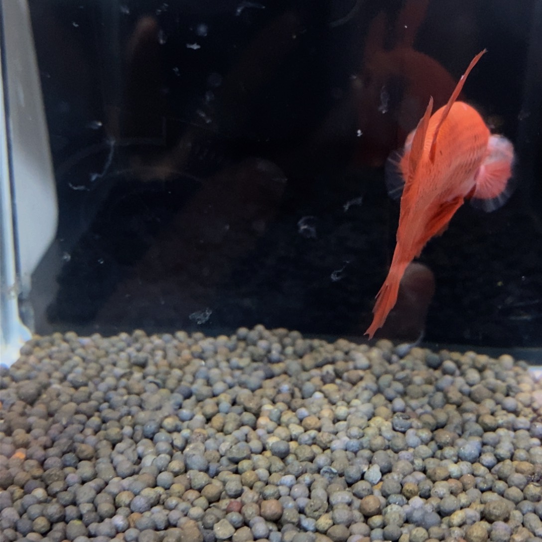 热带鱼公358巨斗