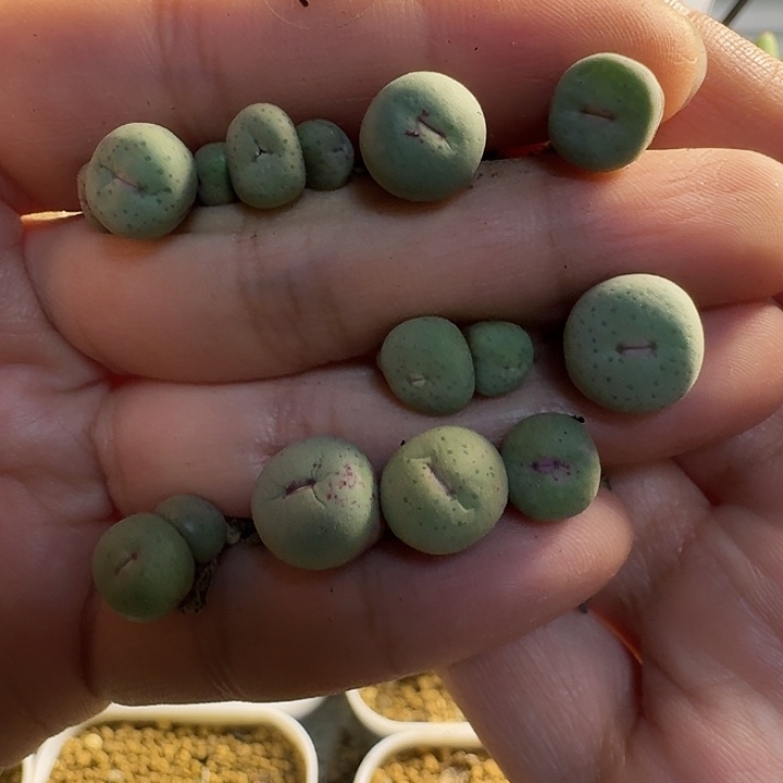 和***红多肉.......198..........