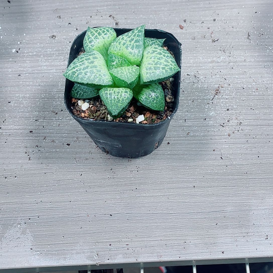 白康平玉露一勿一拍