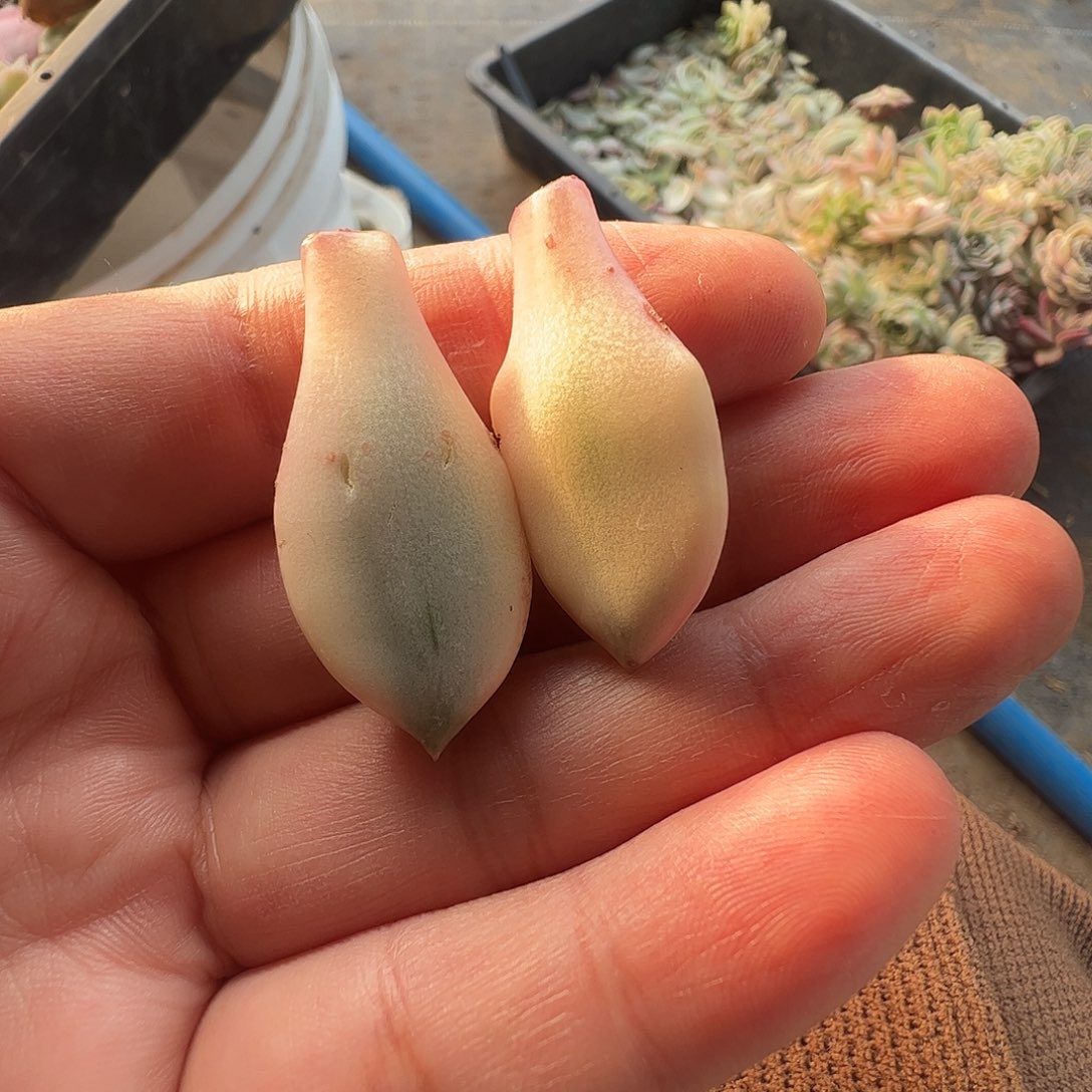 苝****多肉植物多肉植物