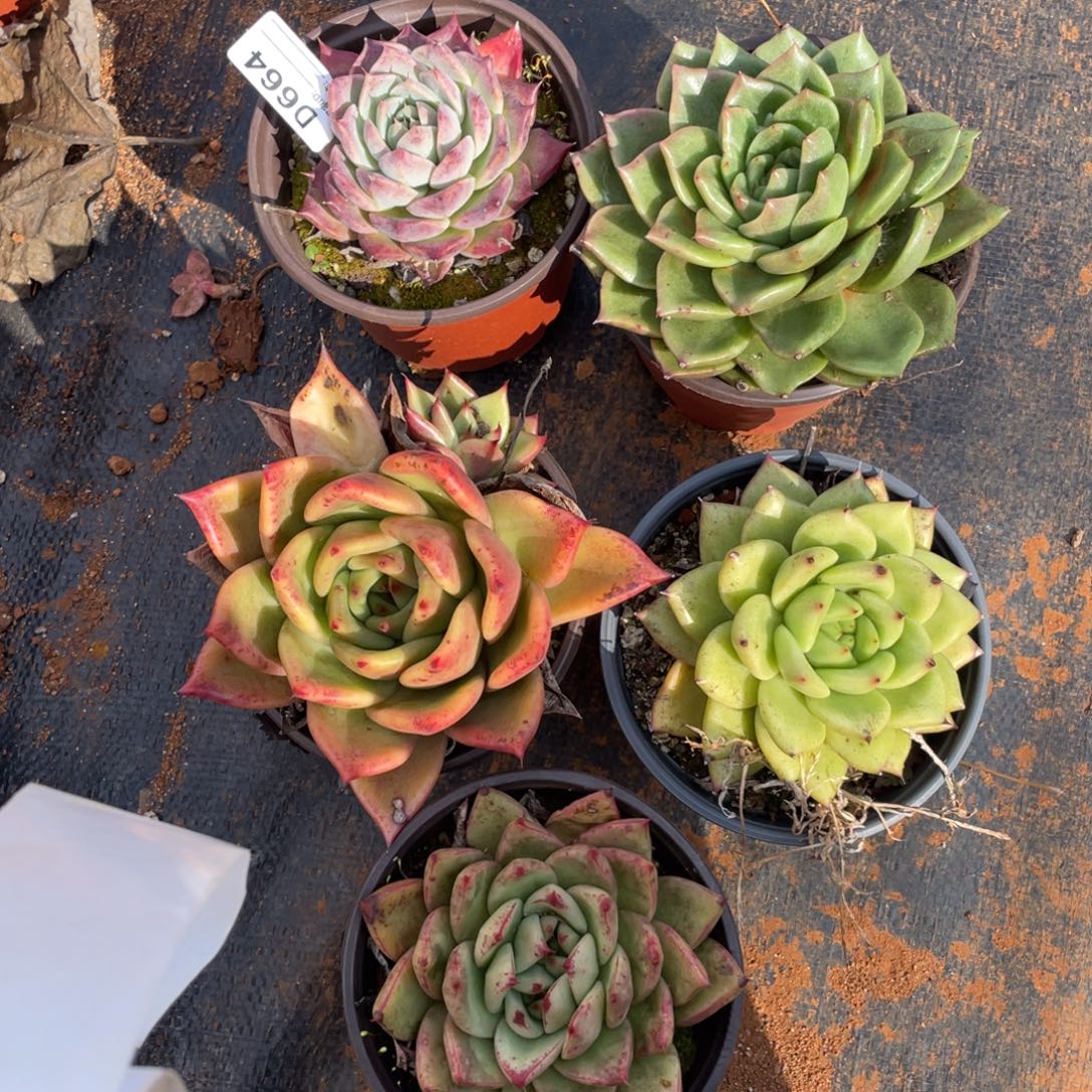 无花朵若如东云组拍D664