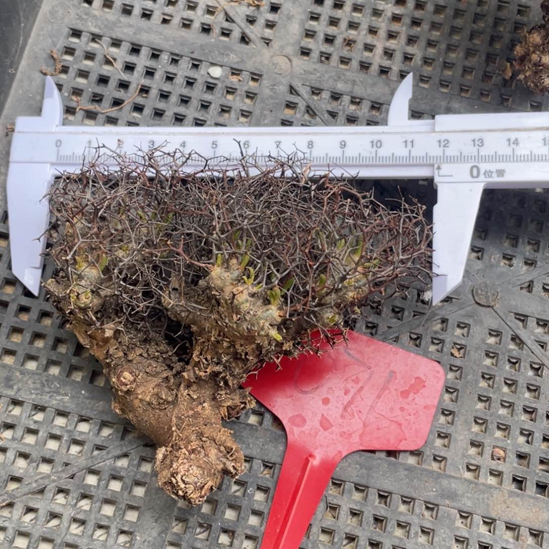 钢丝球，万物想123456