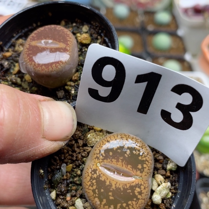 913大母本带盆l l