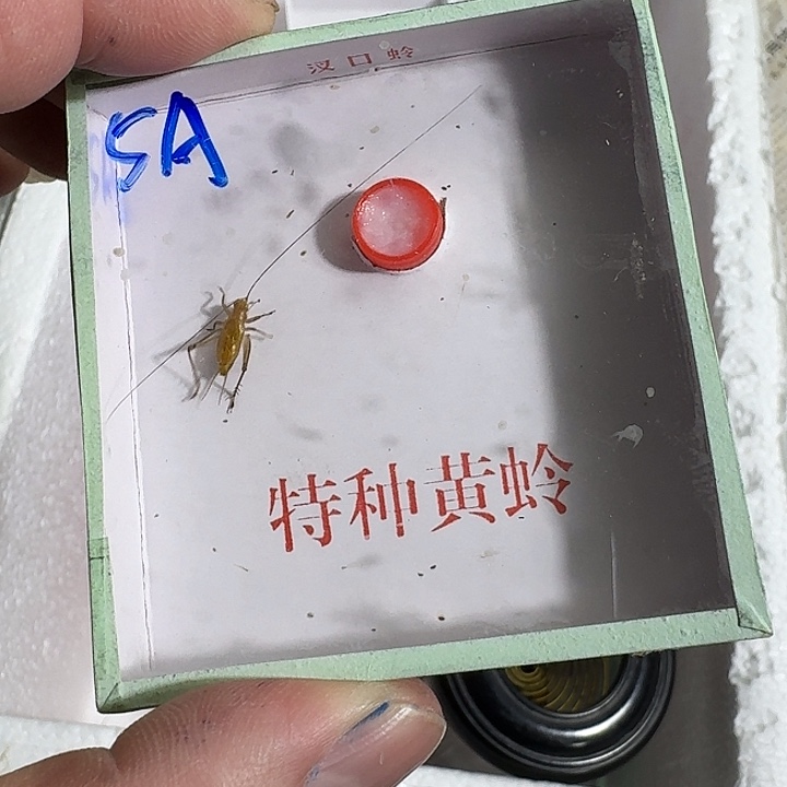 明***客蟋蟀111112蝈蝈我在外面吃饭呢你