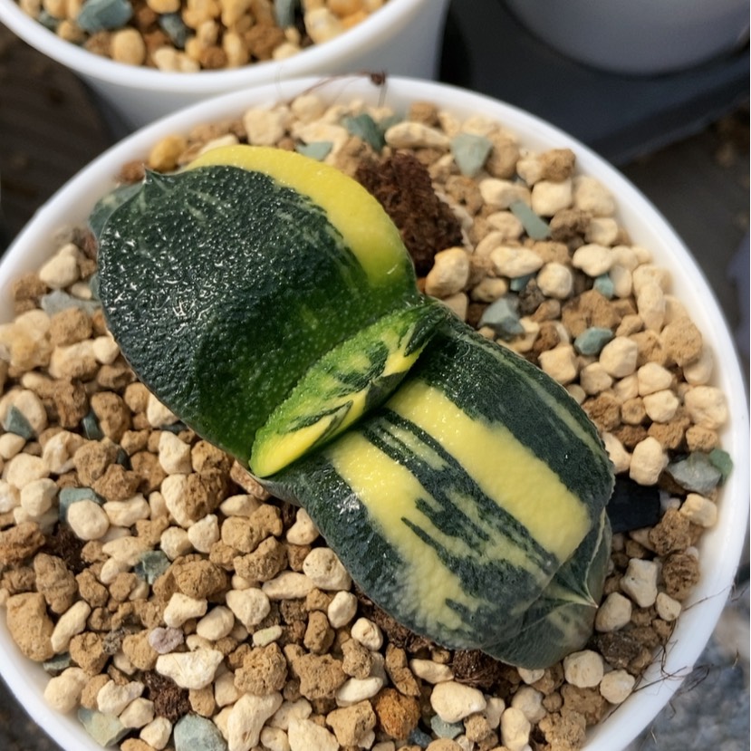 【闪购商品】五**钱实生卧牛锦5