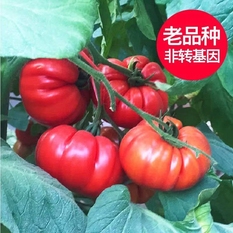 【全店拼满5包包邮】马蹄番茄种子（包装袋13x19厘米）每包约300粒