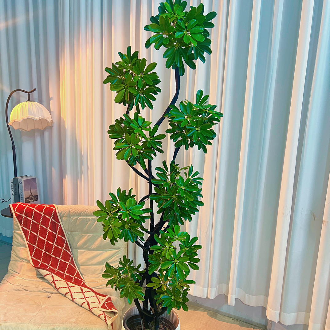 造型鸭脚木室内网红绿植净化空气除甲醛办公室客厅大型绿植鲜活