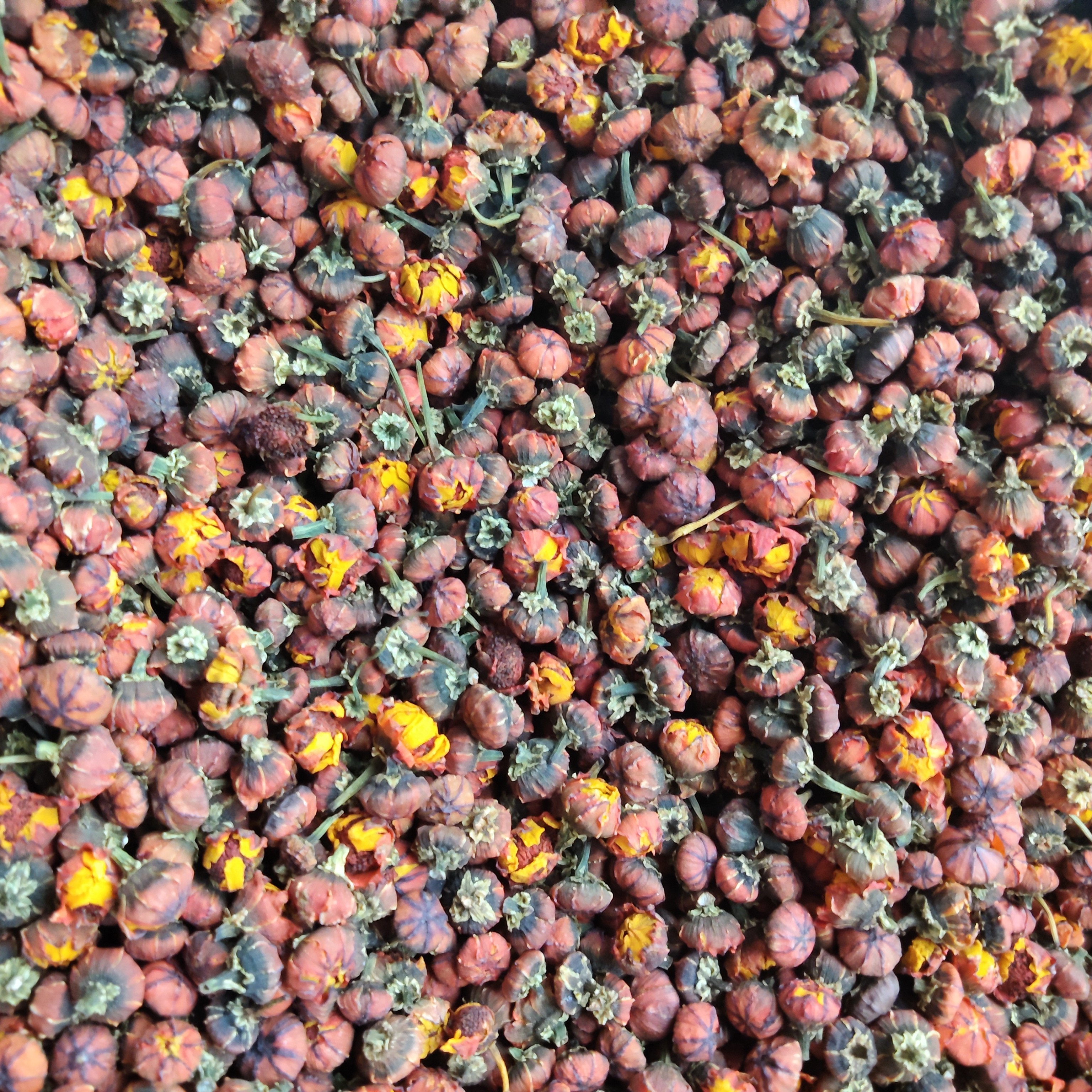 新疆昆仑雪菊特级胎菊头茬降压降脂饱满可冲泡泡茶佳品