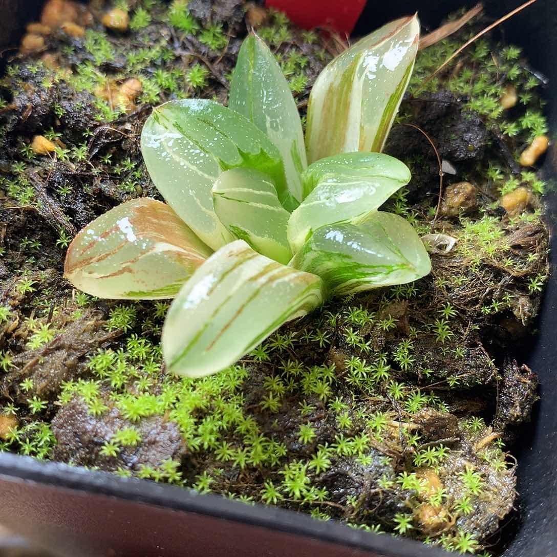 冰城寿锦一物一拍