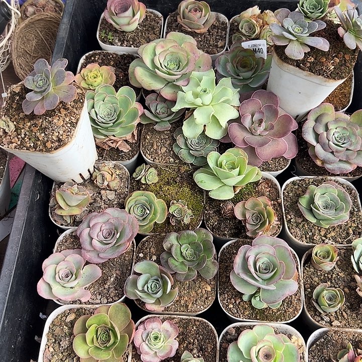 冷***运苗苗杨杨糖糖一筐多肉植物40
