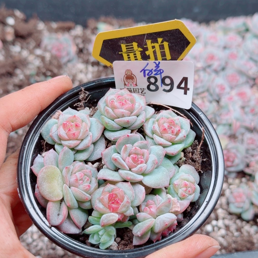 多肉植物多肉植物