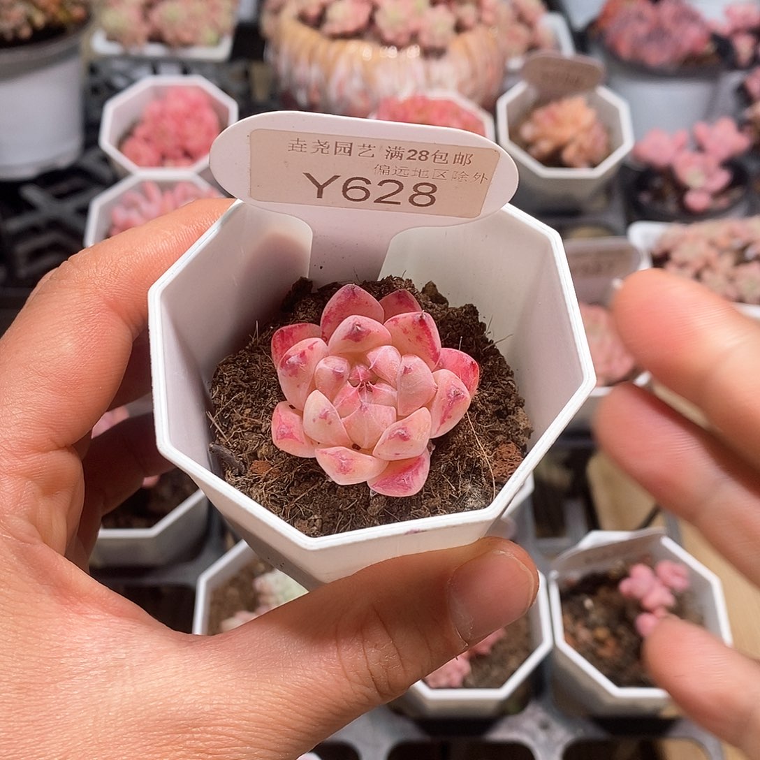 一物一拍 y625 如梦令 3.5cm