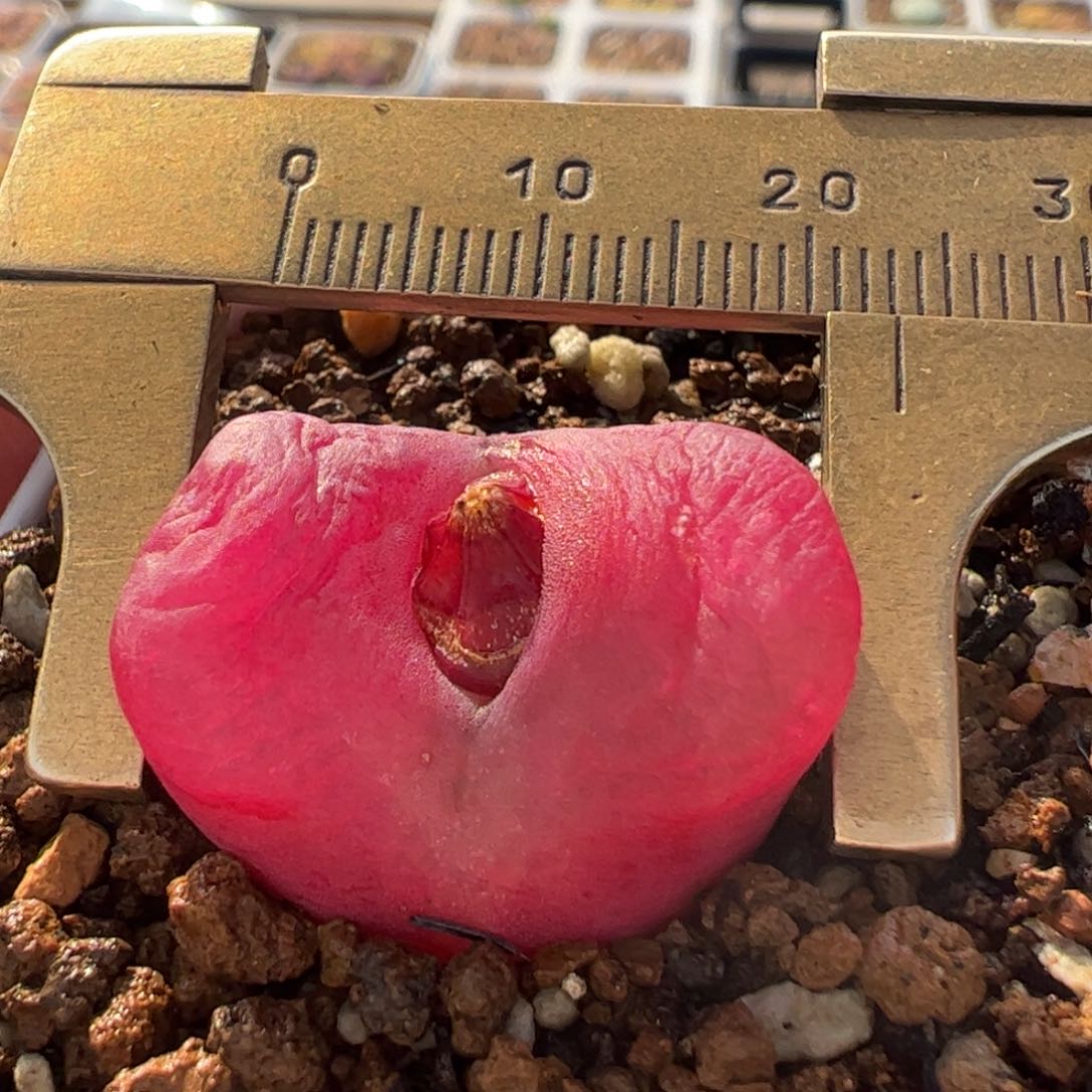 超级紫毛母本带盆多肉