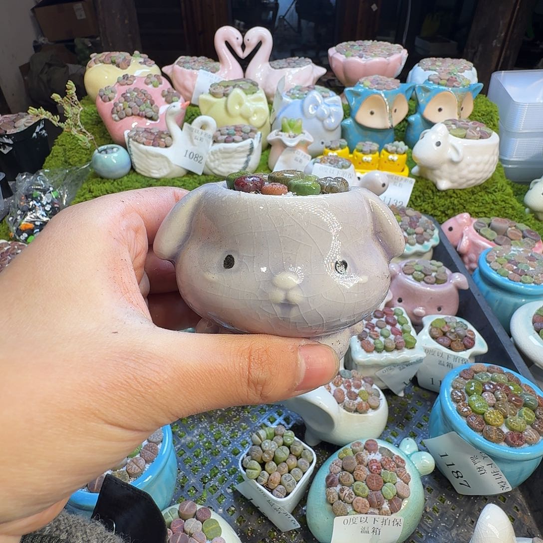 多肉植物的生长发育1188