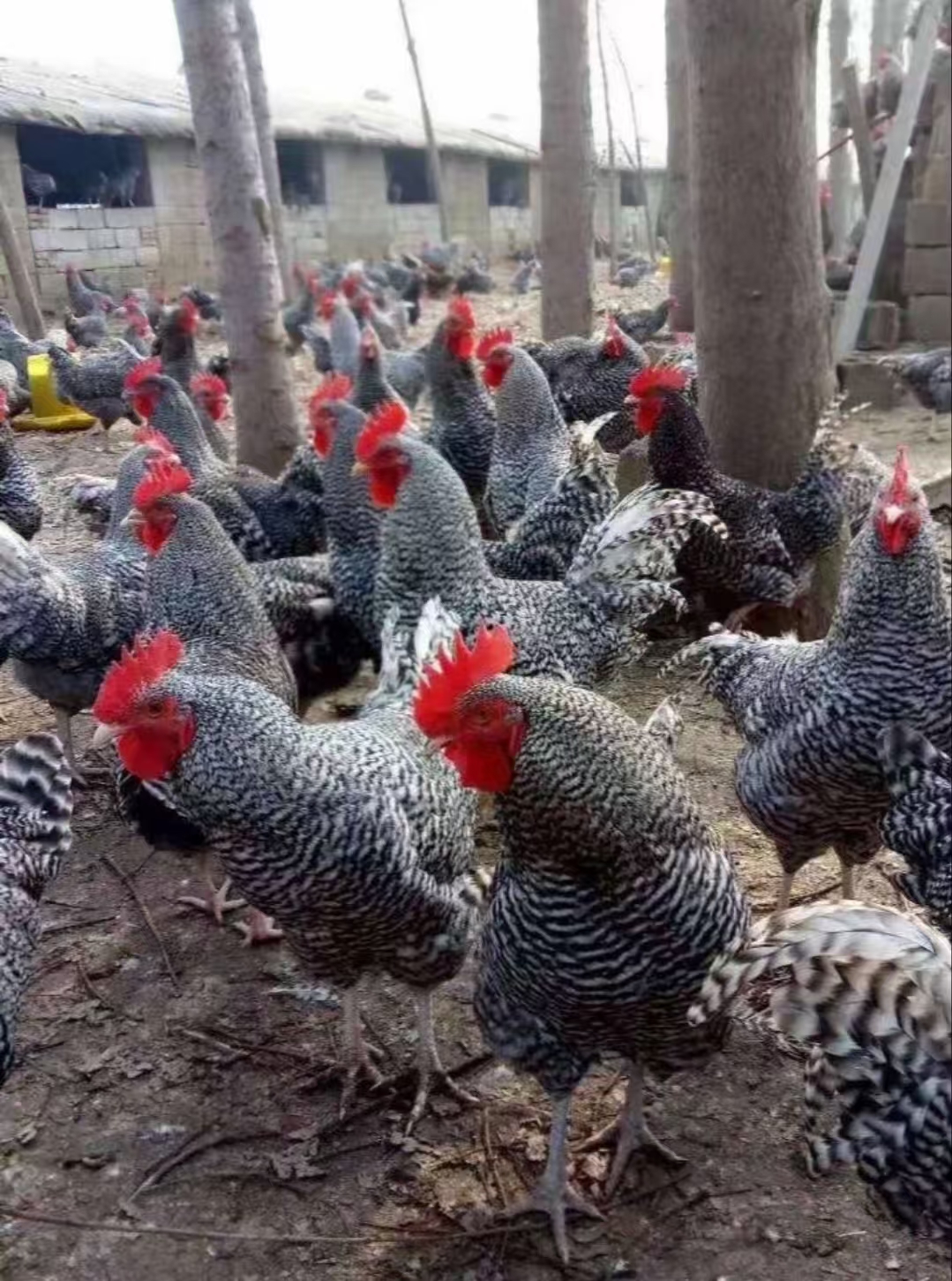 黑芦花整鸡生鲜肉质鲜美到手12只（包邮）