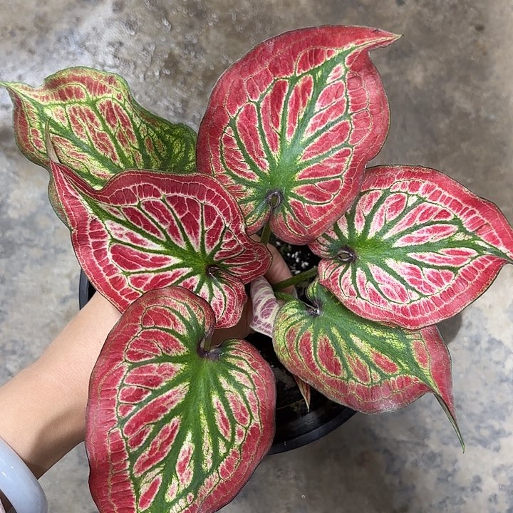 79-0219彩叶芋广东现货多肉