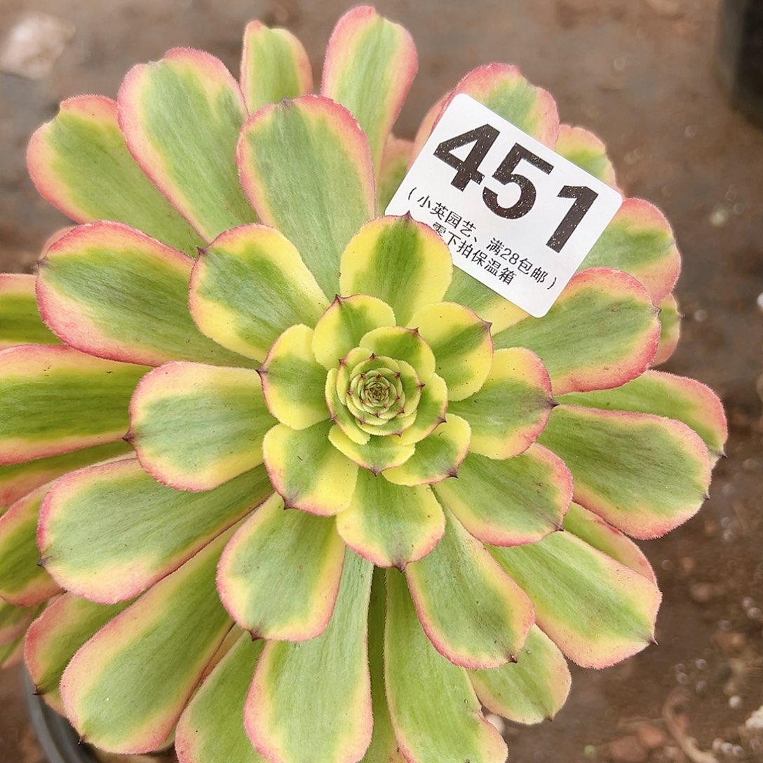 老桩美玲451多肉植物