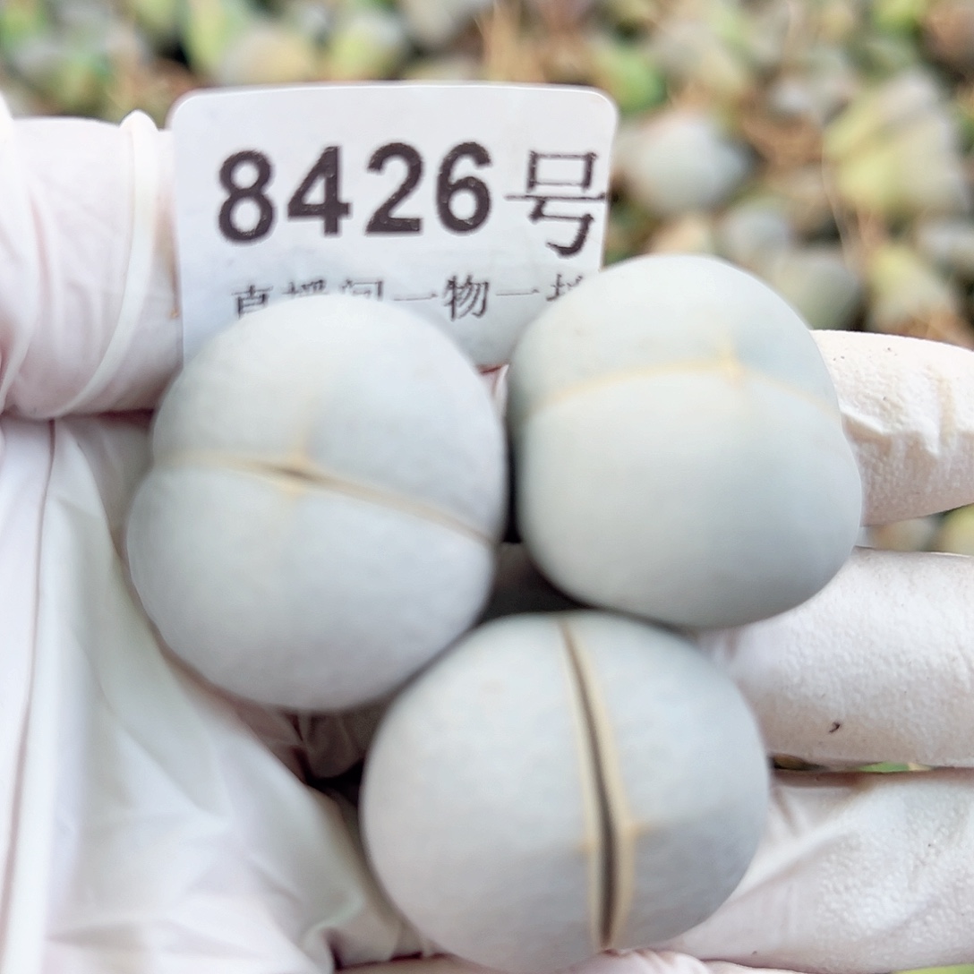 8426 好养易活生石花大母本3个有点干特价处理