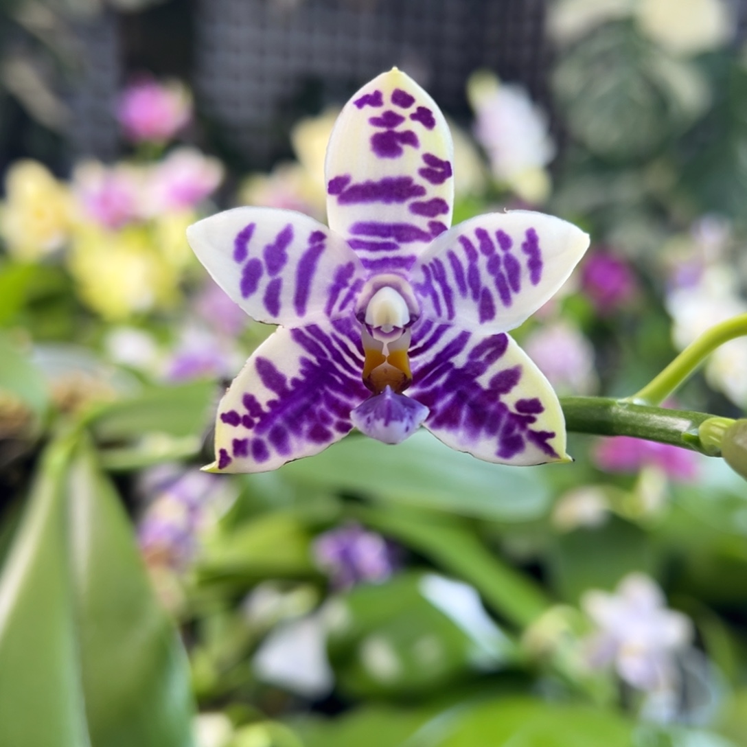 完全开放5号开播福利，无根，78米漏