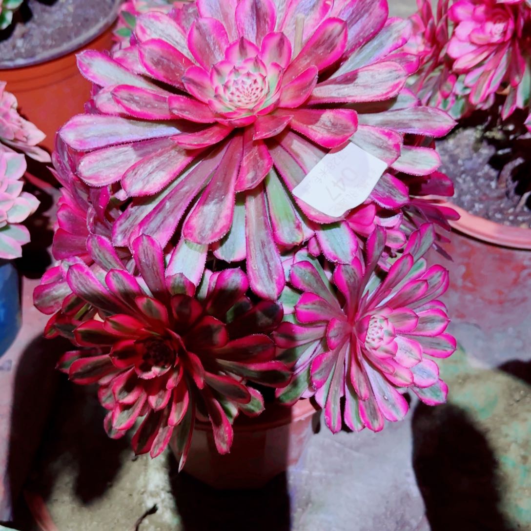 白月光法师多肉047