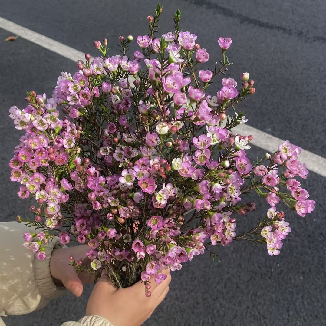 [粉色澳洲大花腊梅  办公家居插瓶鲜花]任意2单发顺丰冷链