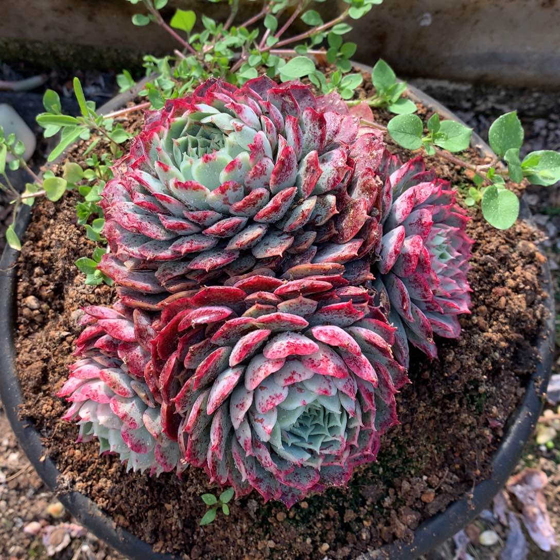 朱砂痣多肉一物一拍