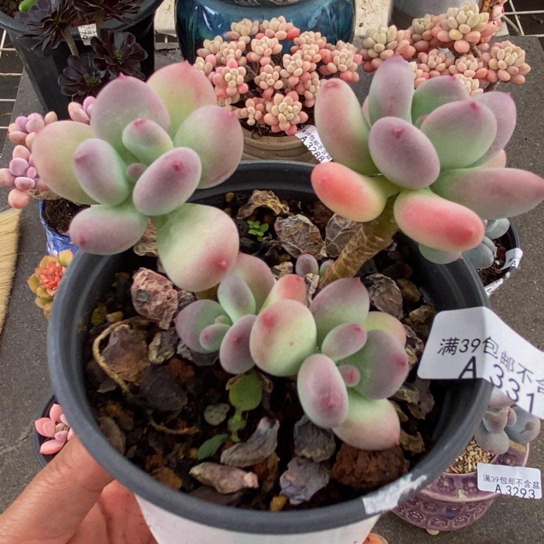 3316苹果奶8cm多肉不包整