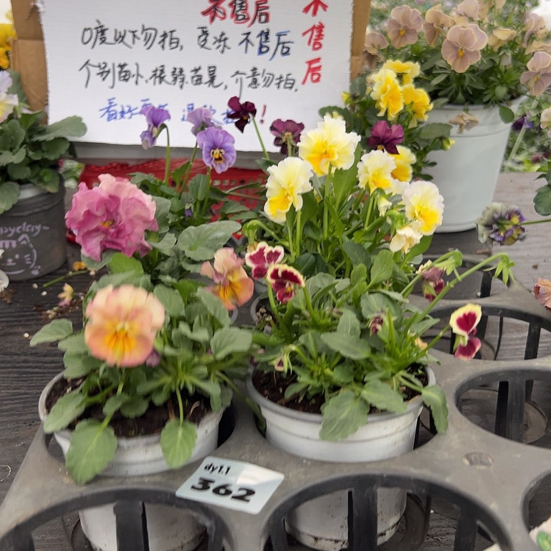 大部分花苞少量开放362号