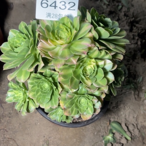 琉璃多肉多肉6432