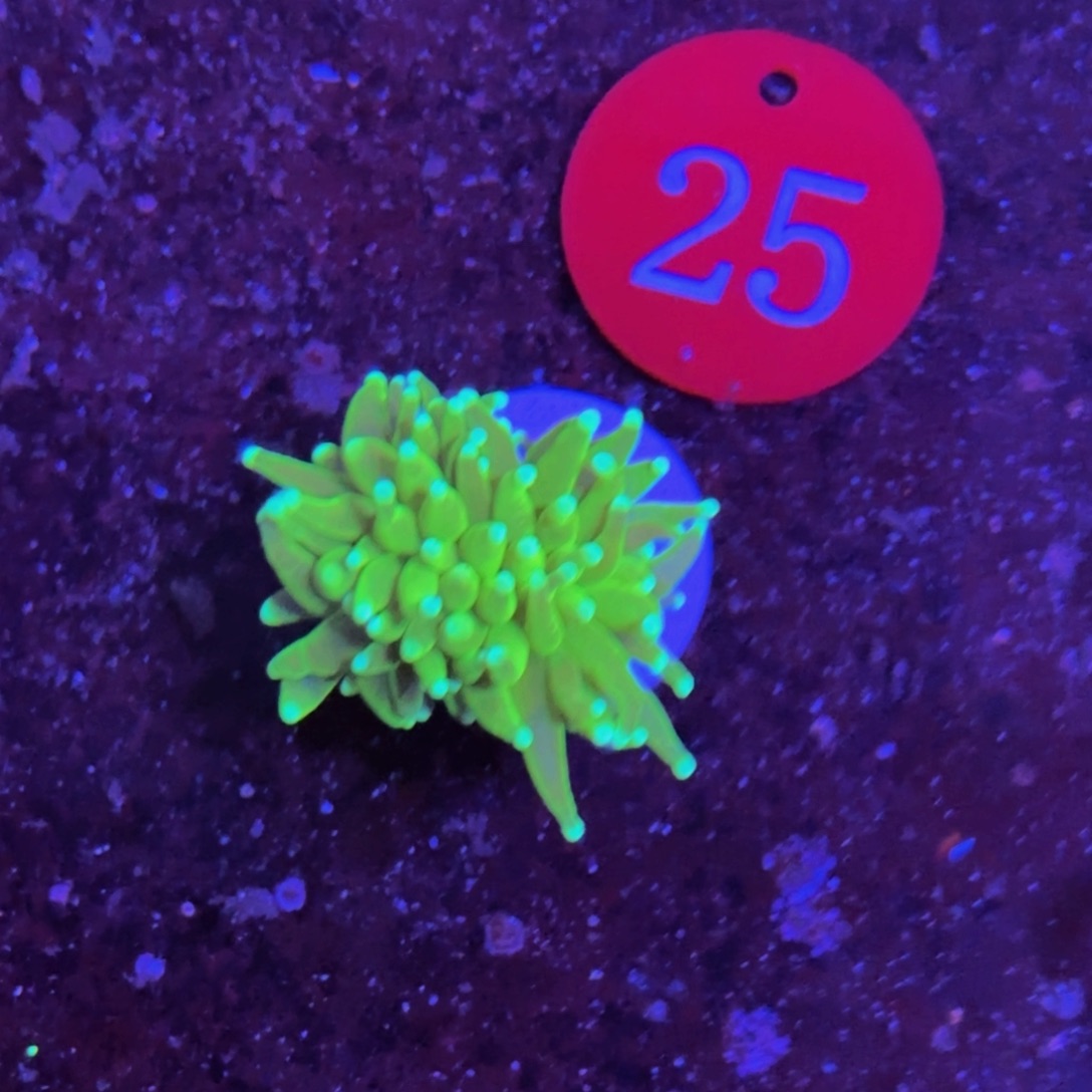 万鱼来朝海水观赏