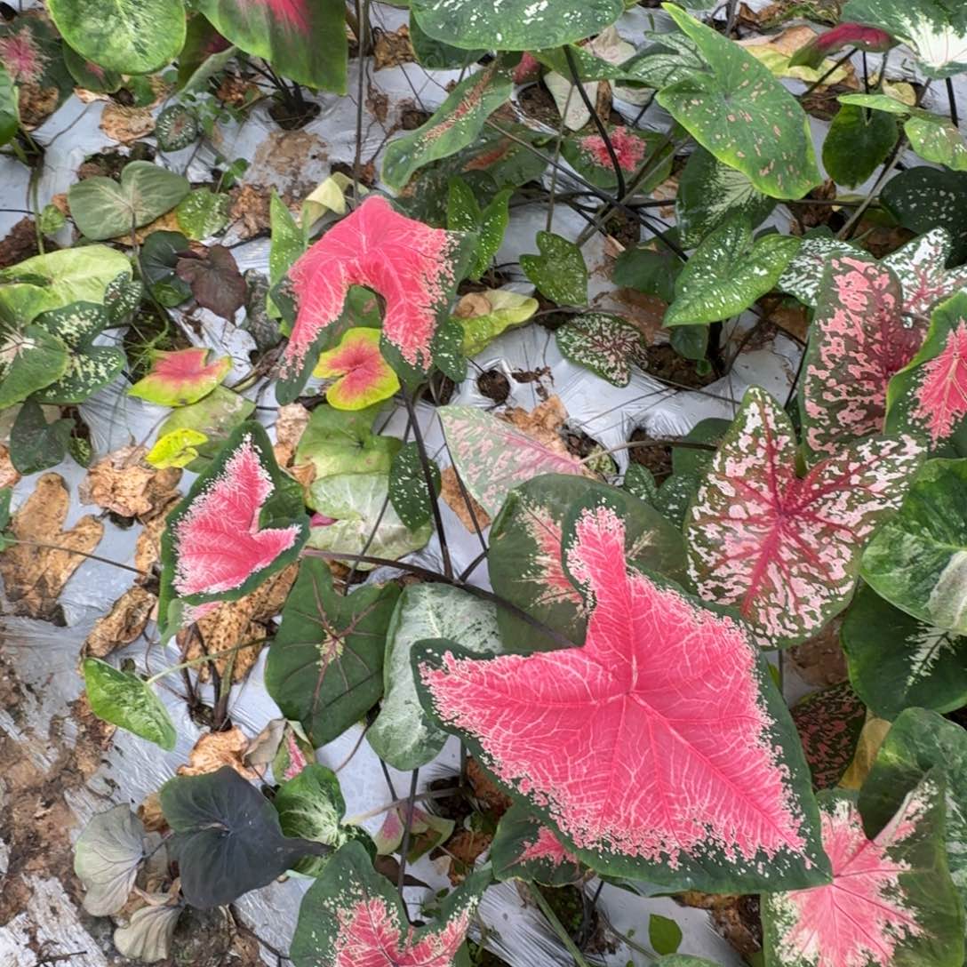 顺***起无花朵红桃A寄养00710